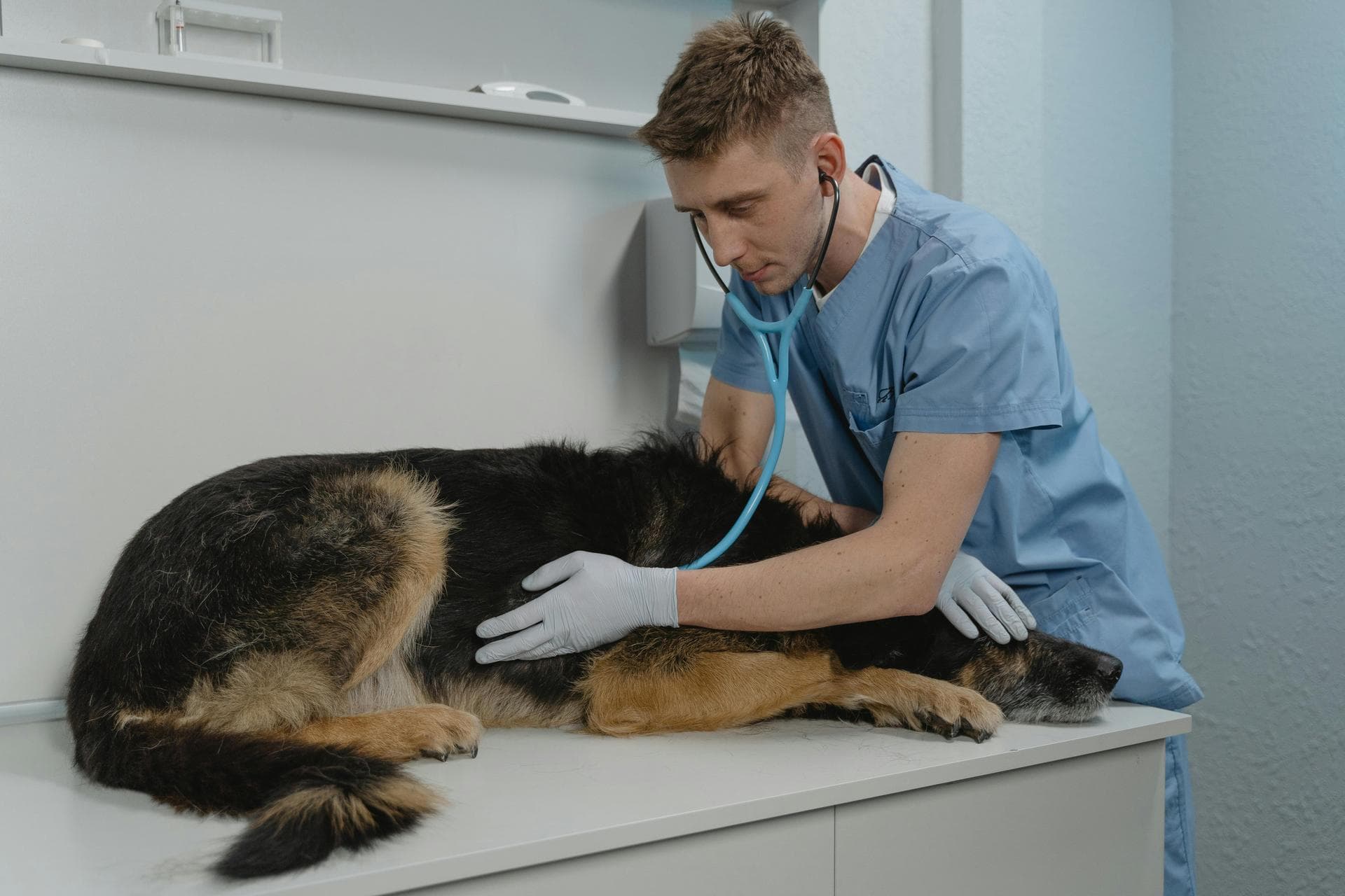 Best Vets in Warren